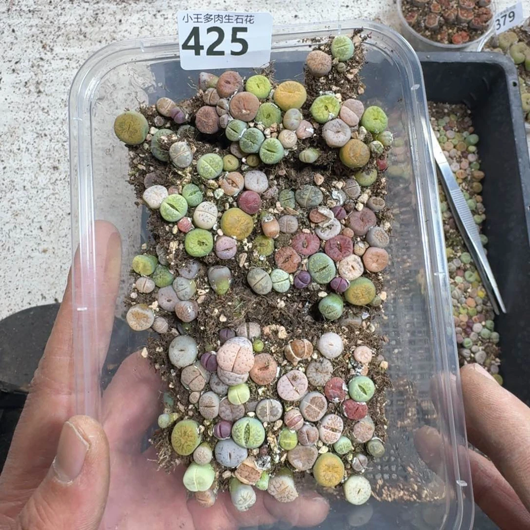 425。彩混合一大盒