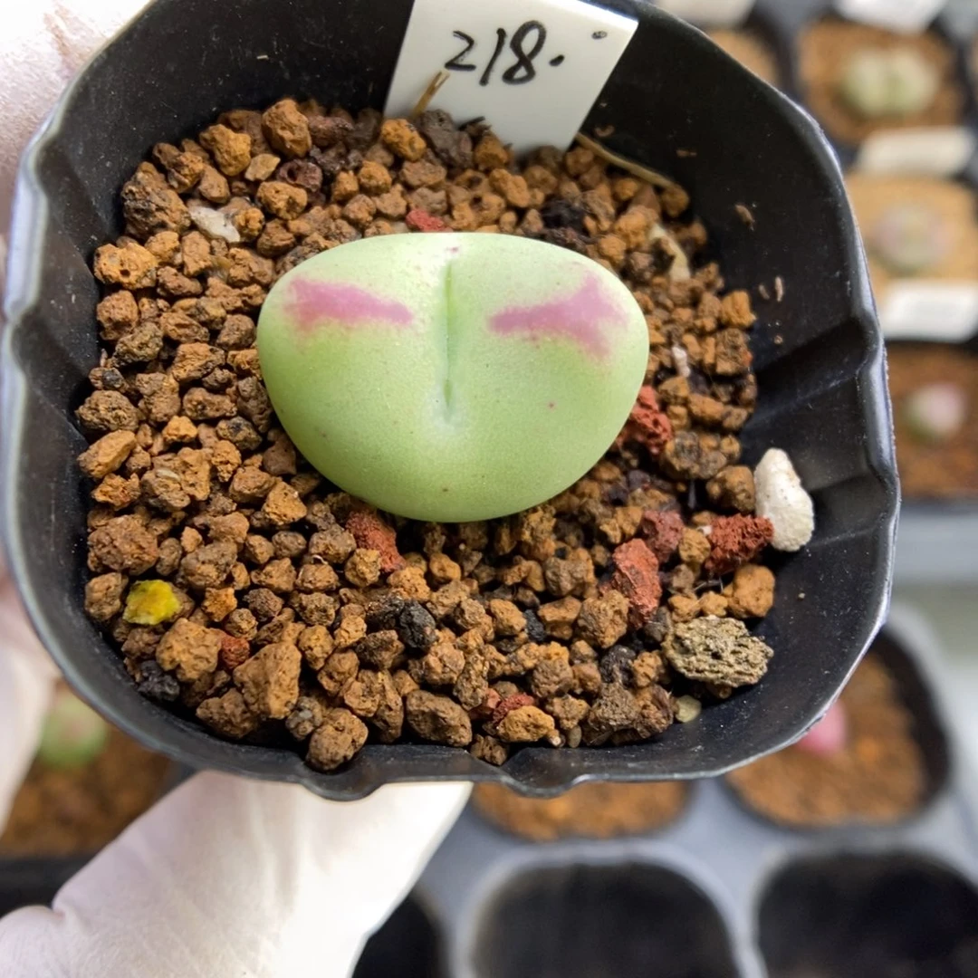 多肉植物肉锥杂交K-4506 气泡皮 星星眼