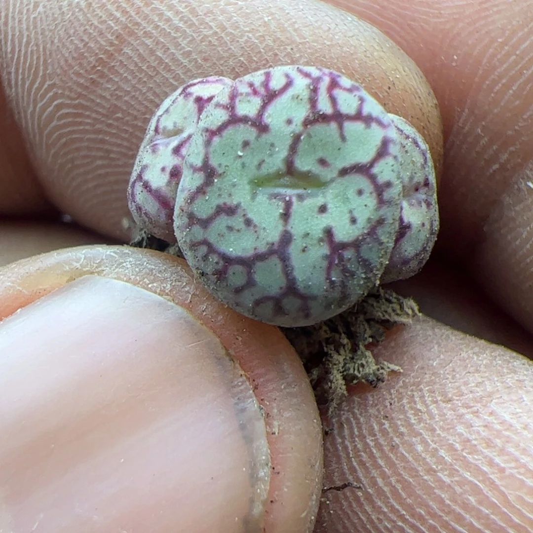 大家过年好22488