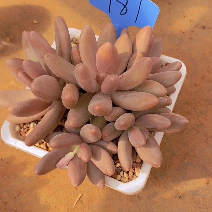 木****?你就不要想这些