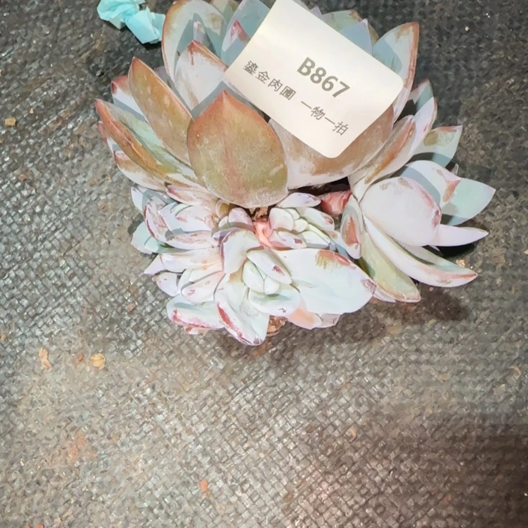 无***限B867奶茶群生