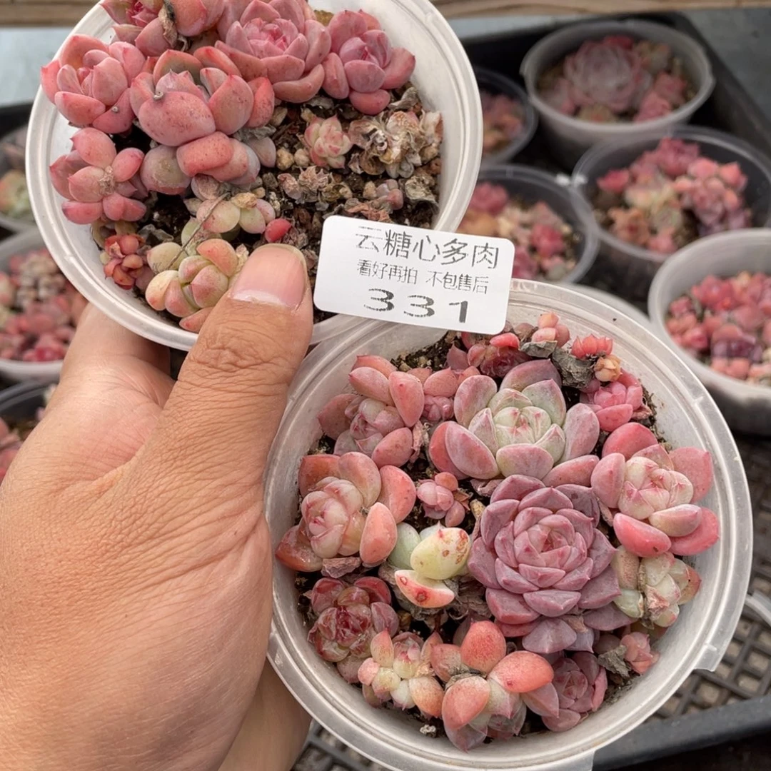 云糖心多肉植物331