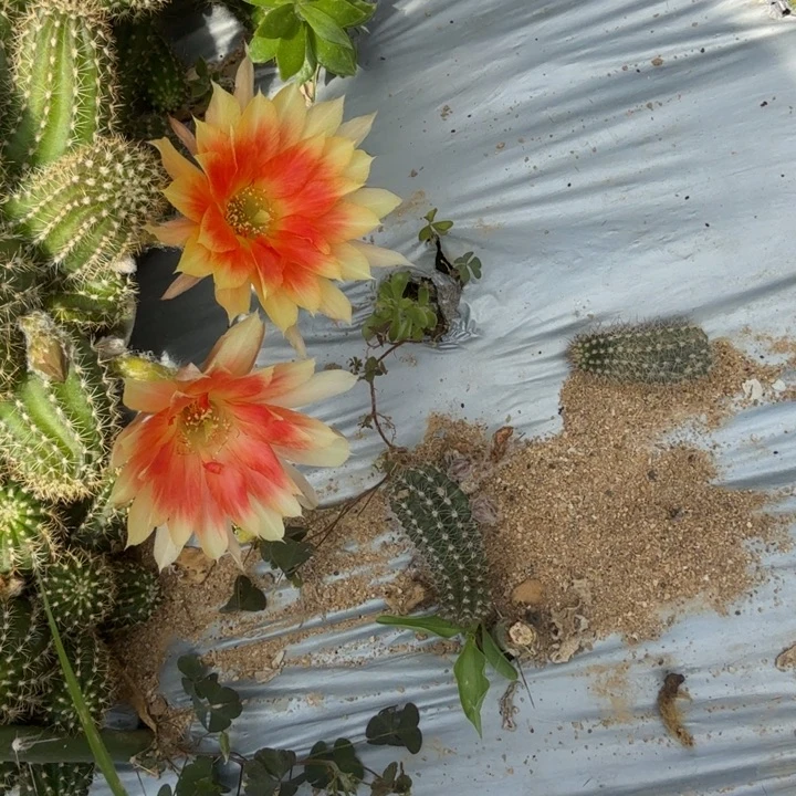 矮胖白檀241侧芽一个