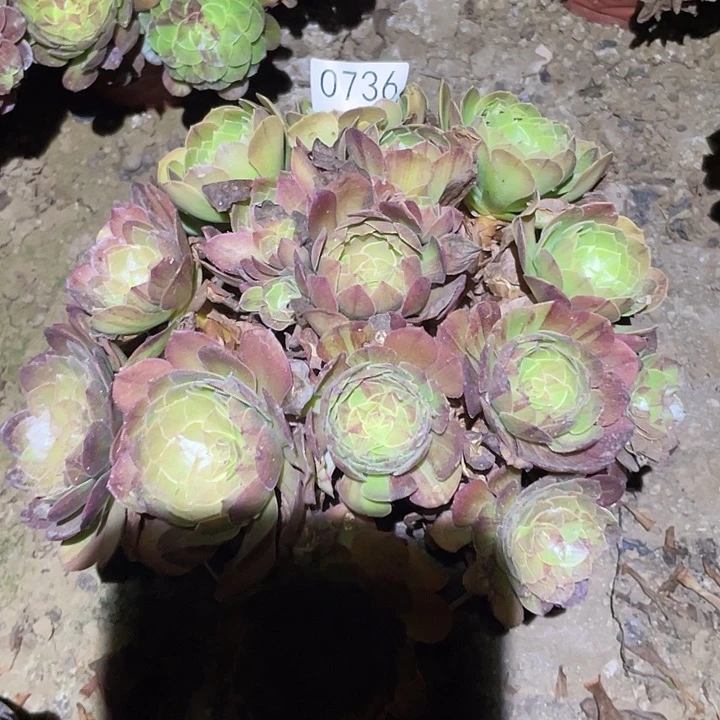 多肉植物法师736花月夜