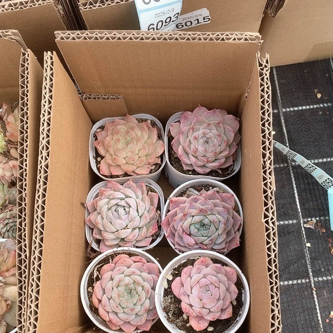 粉色系 少女心 个大饱满6047