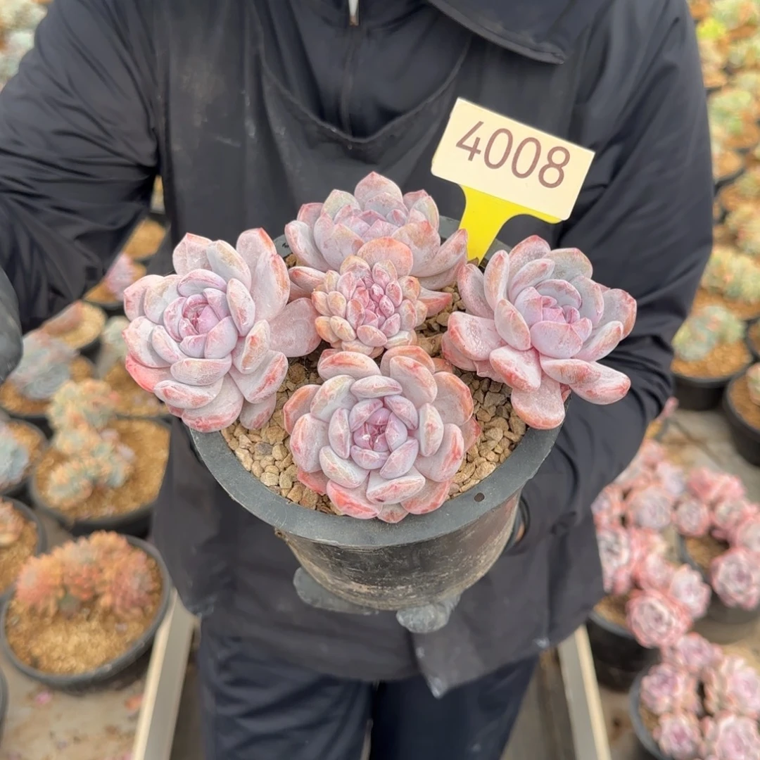 静****星影。   4008号。