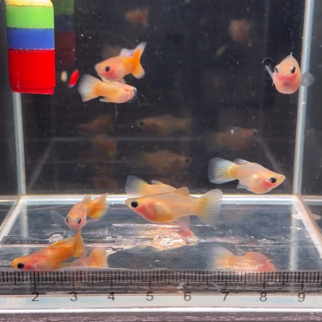 红剑鱼黄金玻璃猫2对