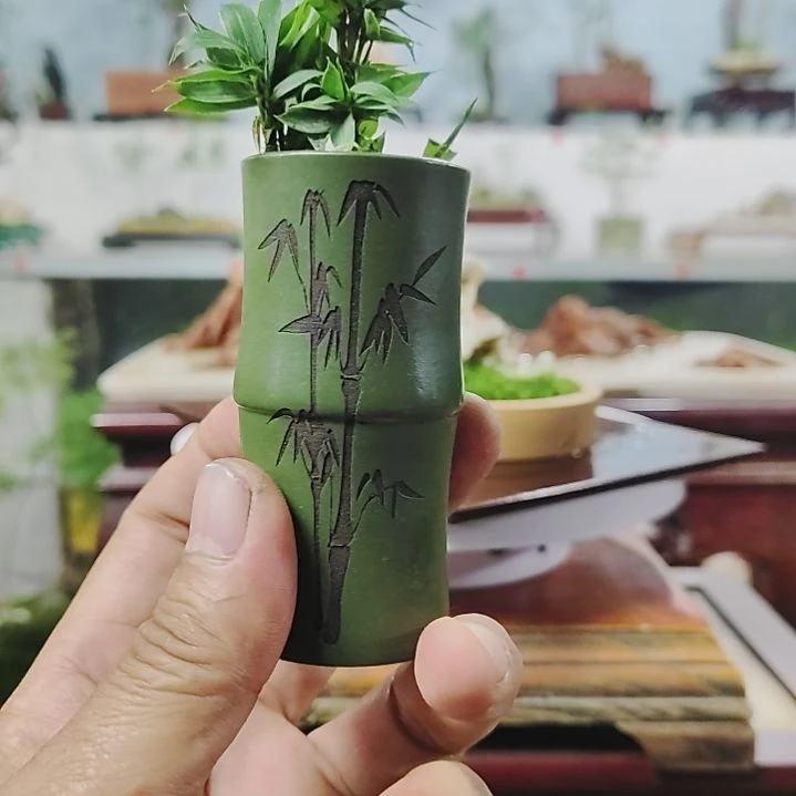 盆景，四国矮竹，，，，，，