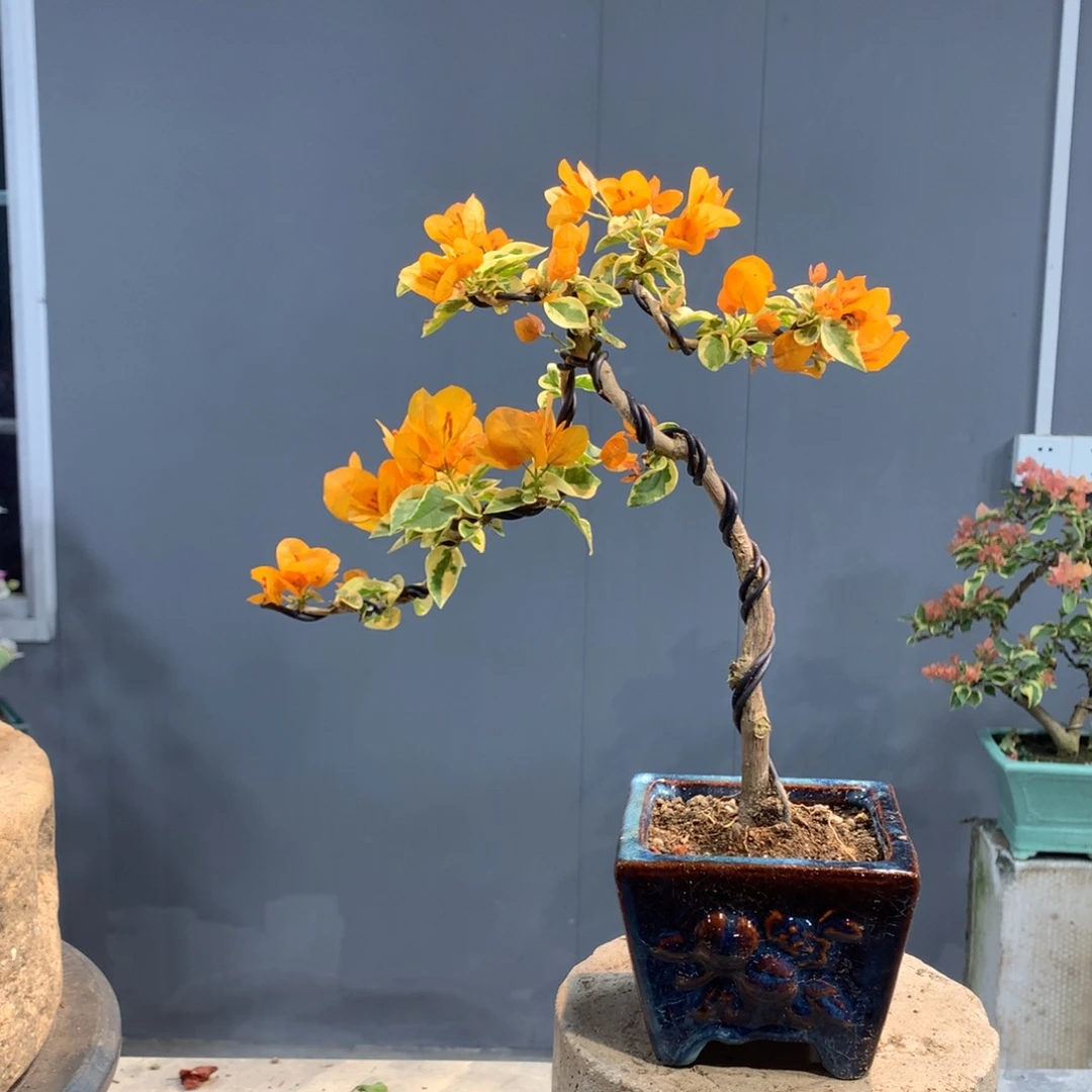 大量花朵（建议范围：8朵-15朵 或40%以上）