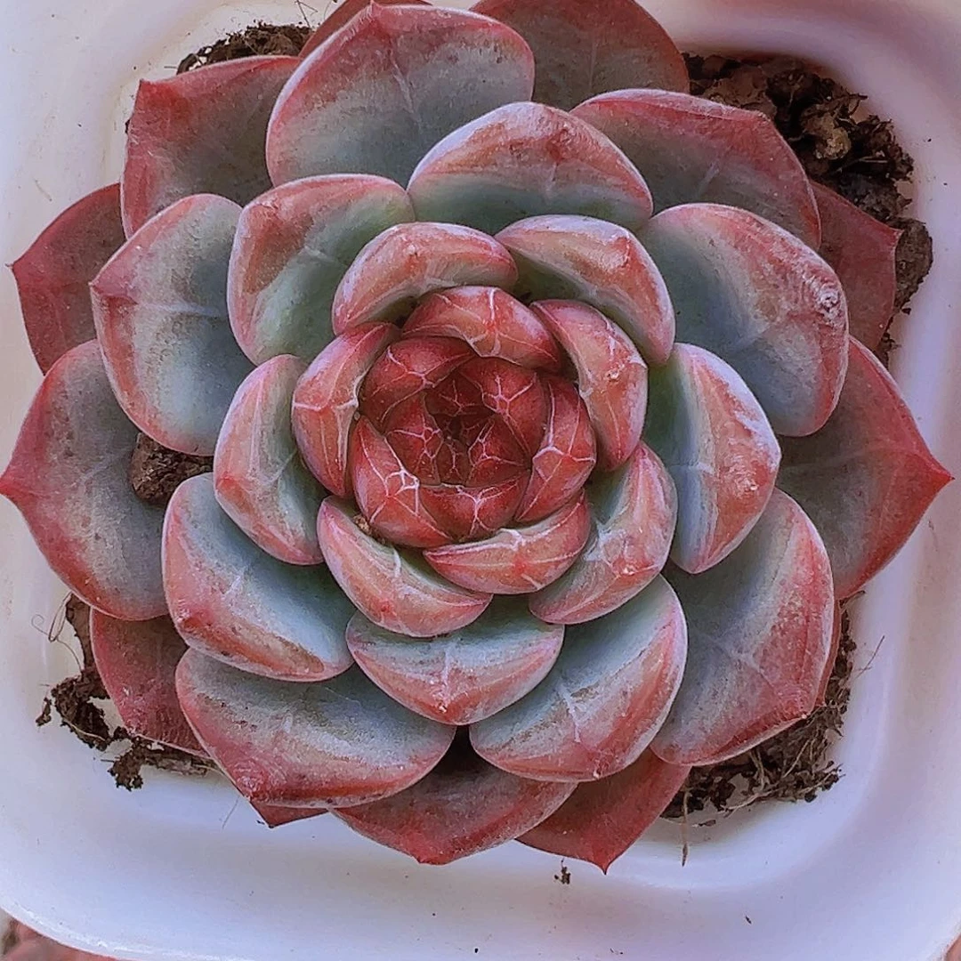 特特珍妮19包邮多肉