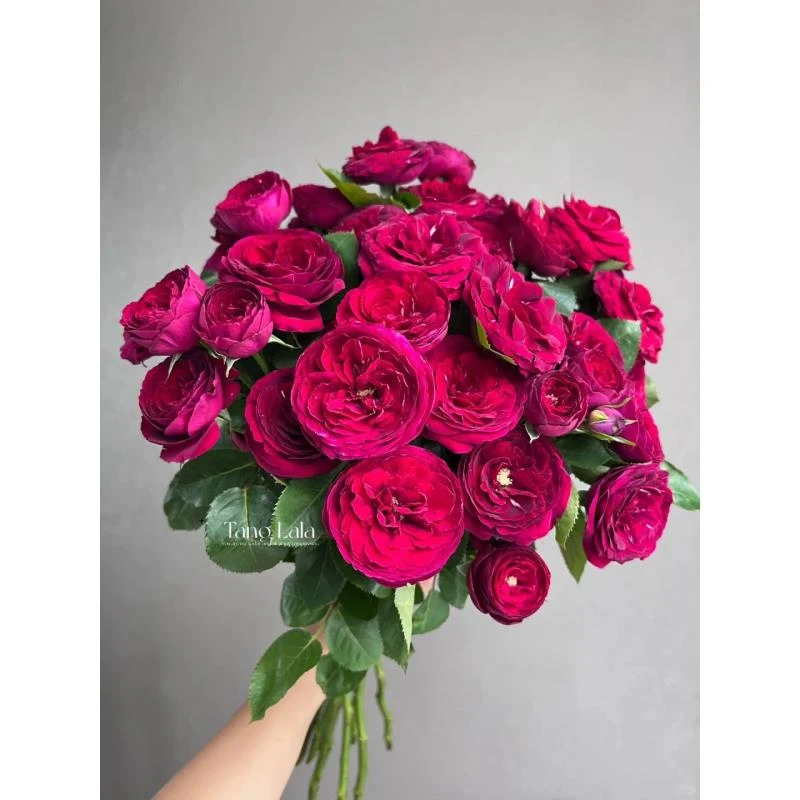 红蕾丝--多头玫瑰-轻盈、唯美（收到花第一时间带包装醒花）