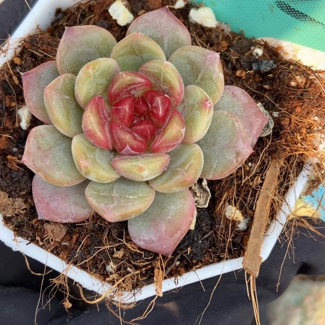 7032糖果珍妮多肉植物