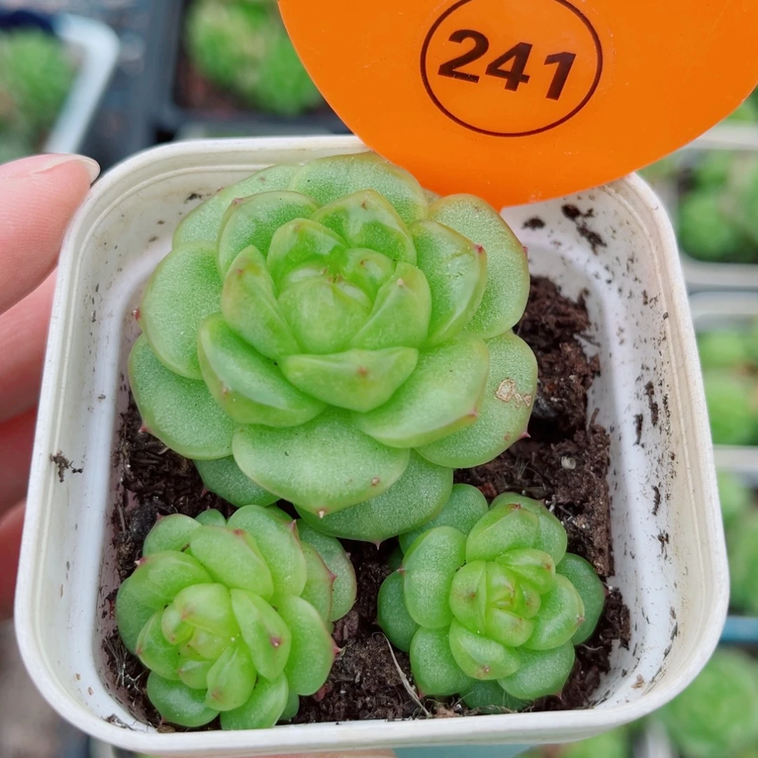 241号小老桩灯泡珍妮群
