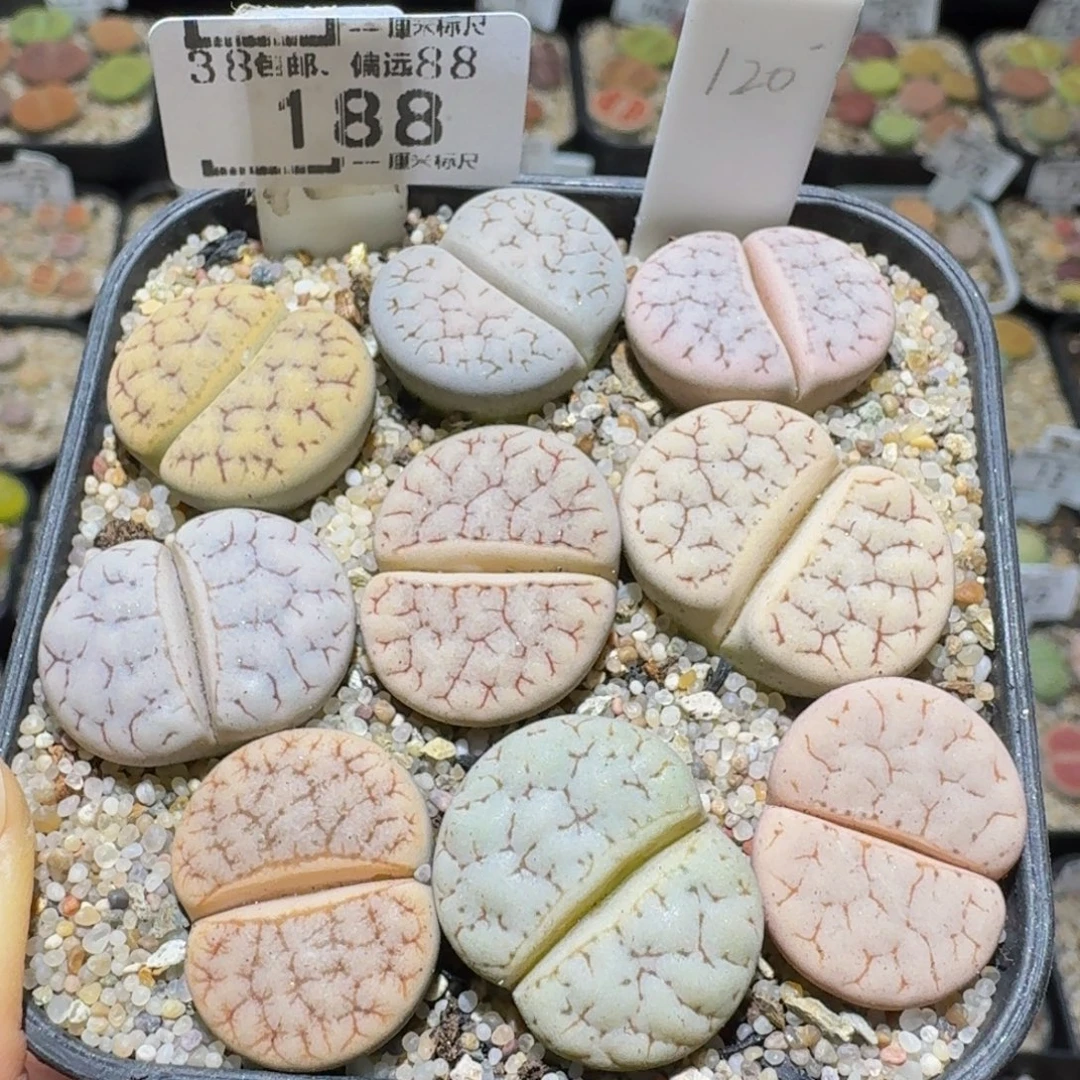 Ssss精品生石花188