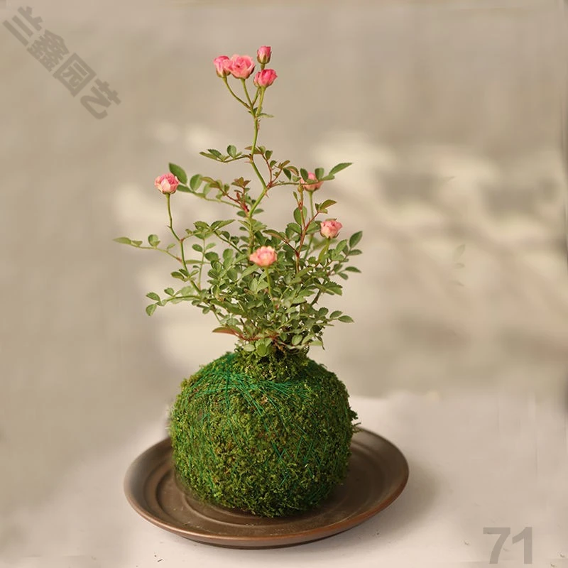 带花盆栽小月季鲜花姬月季盆栽花卉超微月季竹子客厅好养桌面绿植