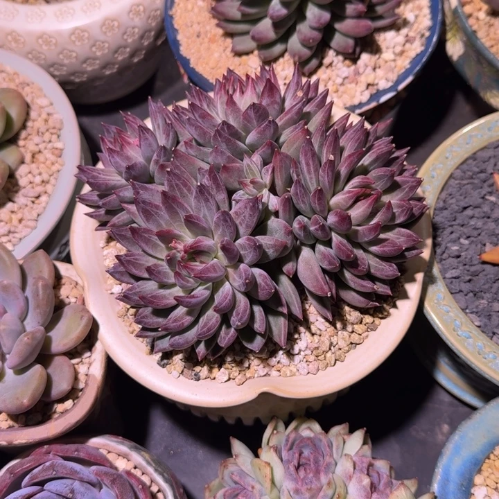 紫镜美人 群生 一物一拍