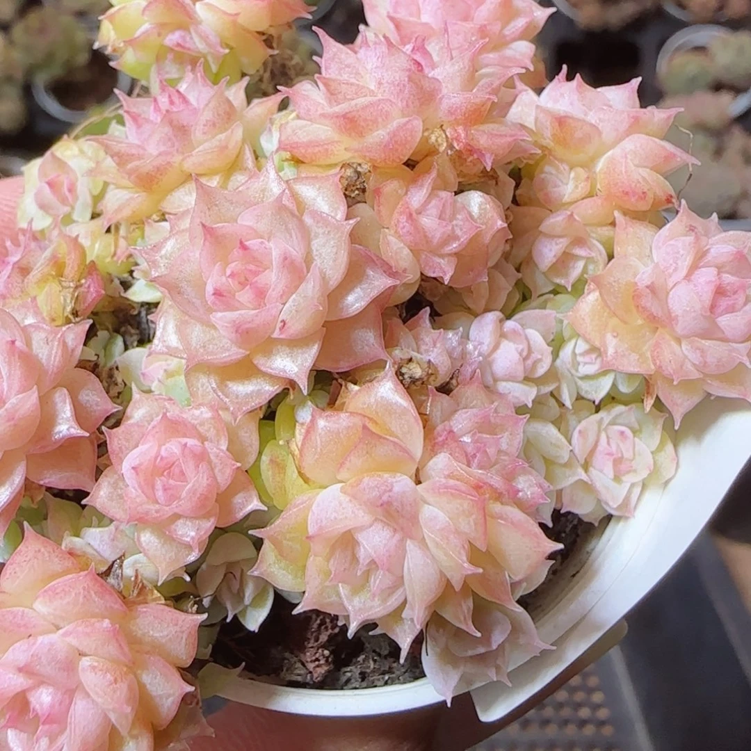 花语逸镜1118-184散