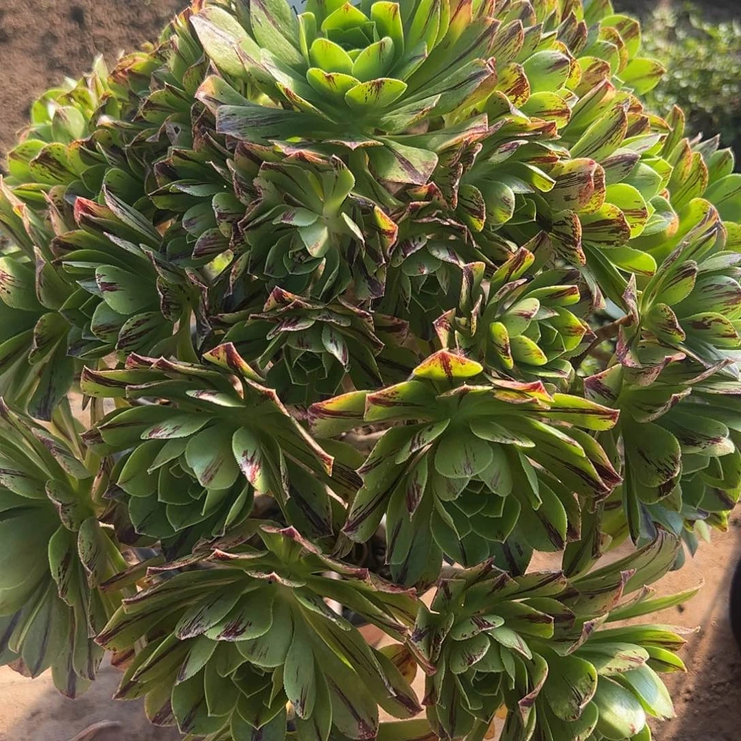 12.25/48必火多肉植物