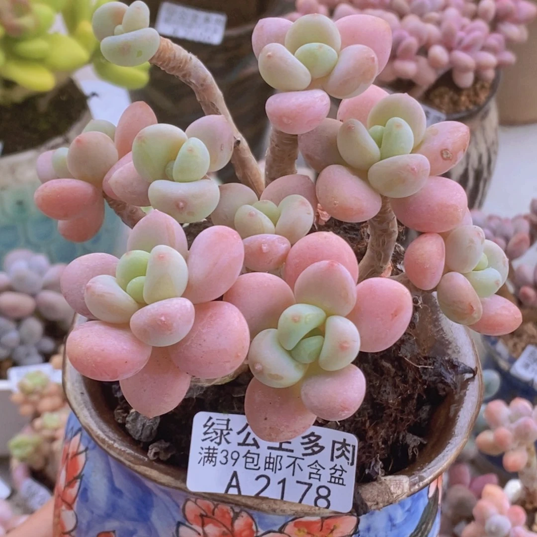 洛神9cm2178多肉植物