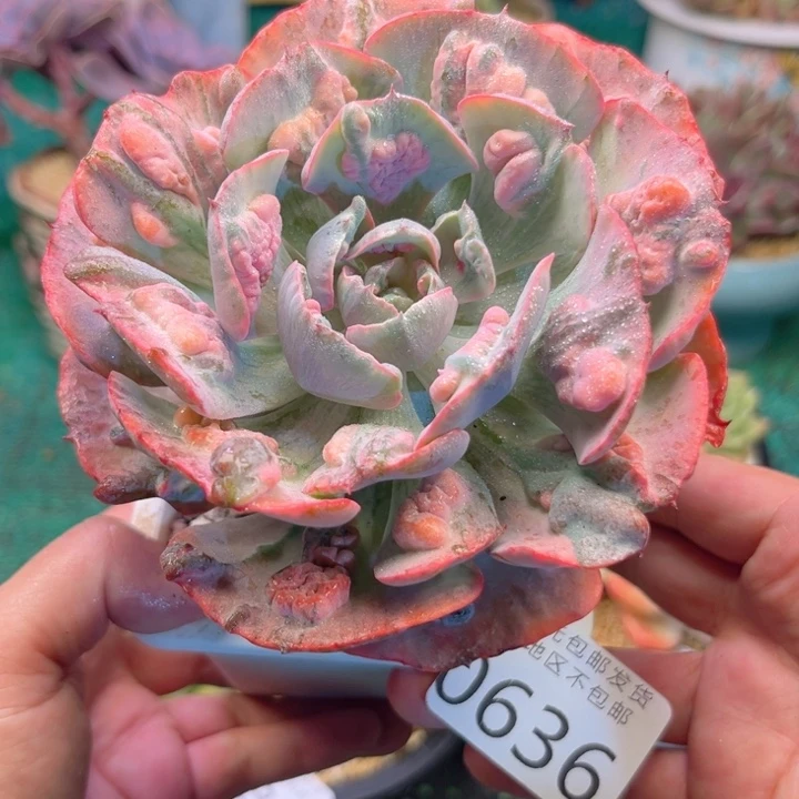 大0636:？xvxbchghg
