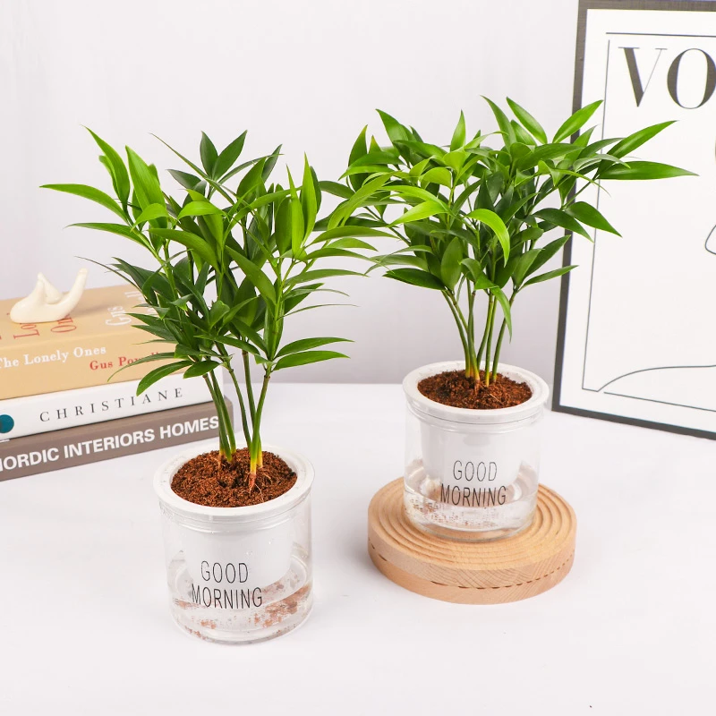 耐寒耐热竹柏盆室内客厅桌面阳台驱蚊好养四季长青植物