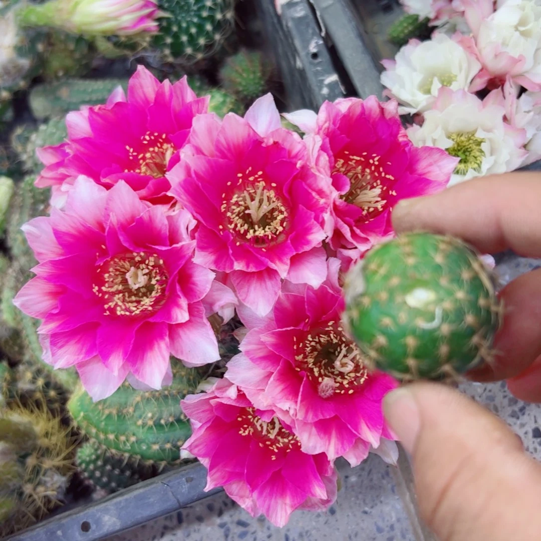 下119丽花水花歪无根侧芽2公分左右20包邮