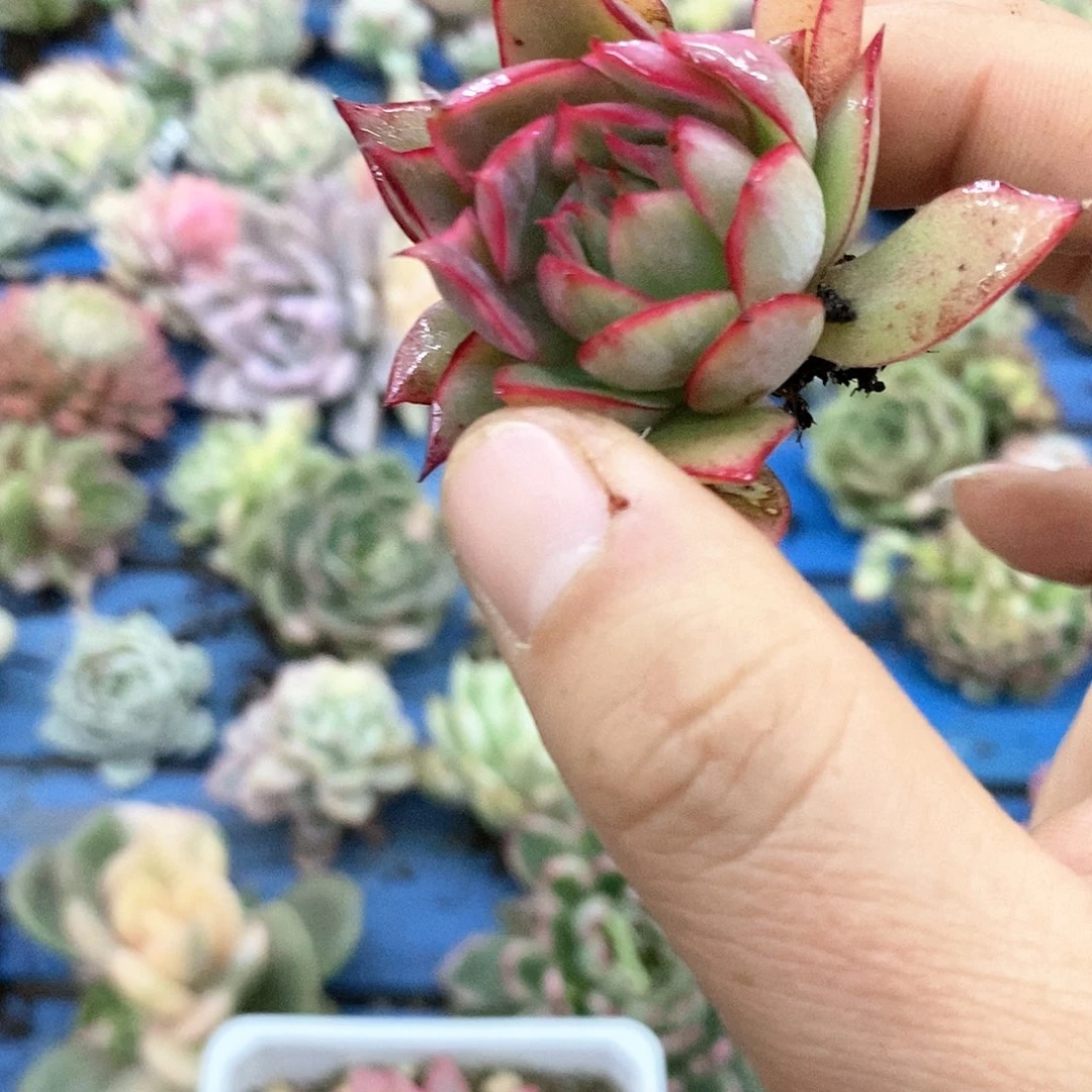 383红宝莲灯锦多肉植物哇啦塞