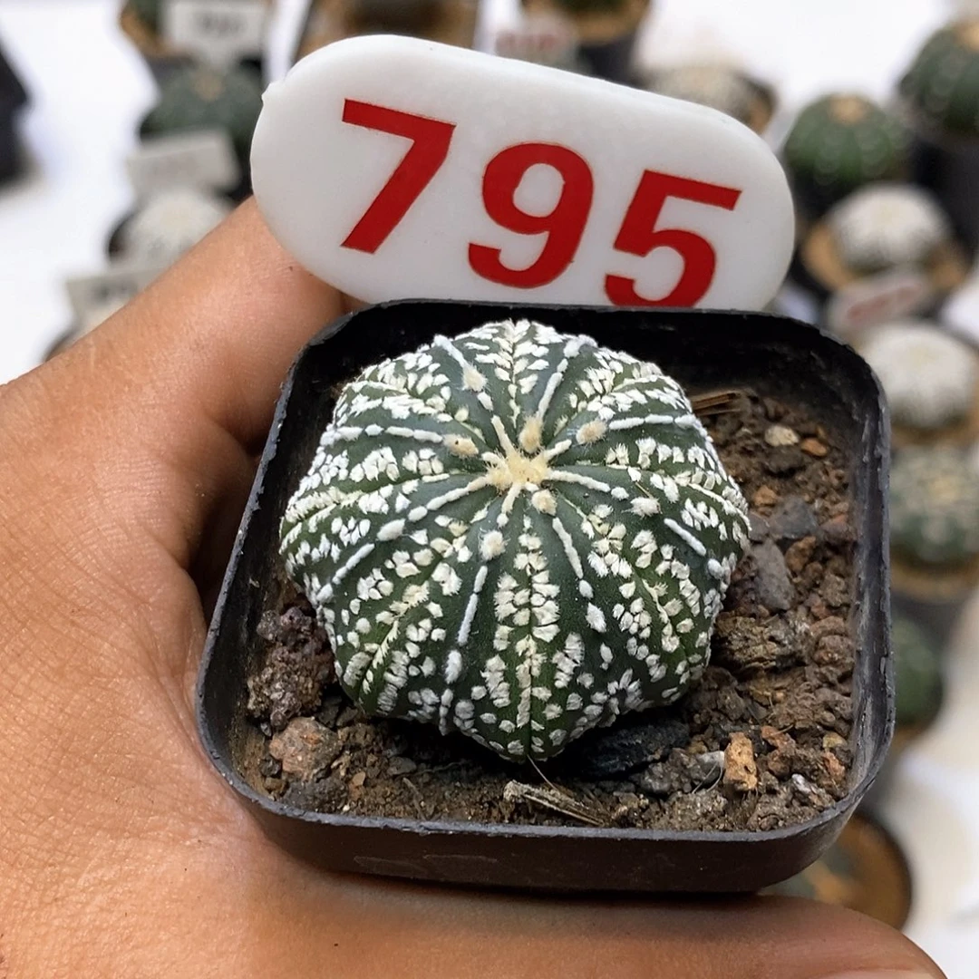 795福利特价来了海星福利