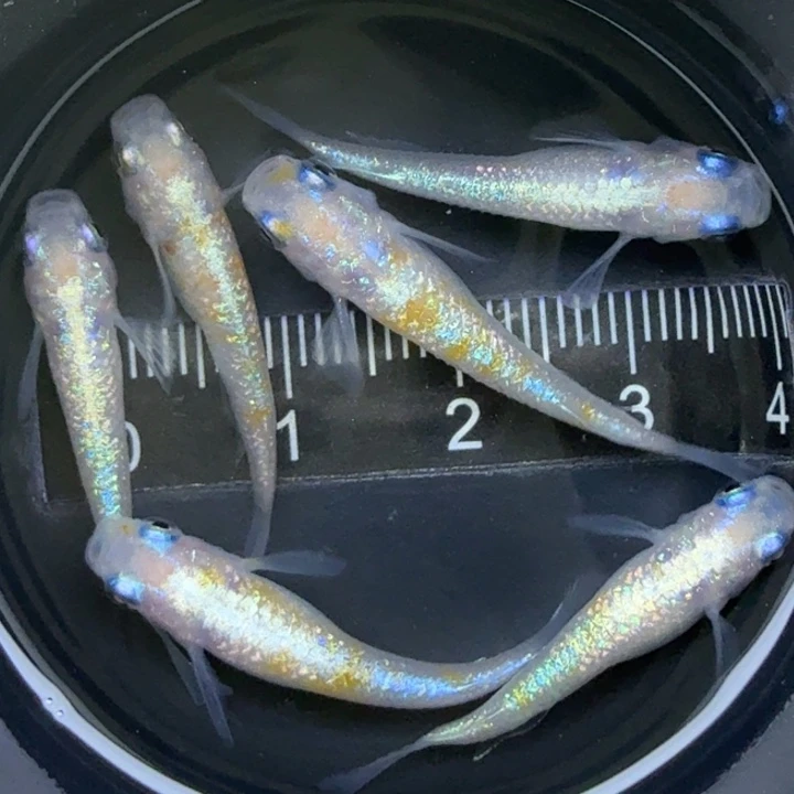 海水鱼红白蓝宝石41号