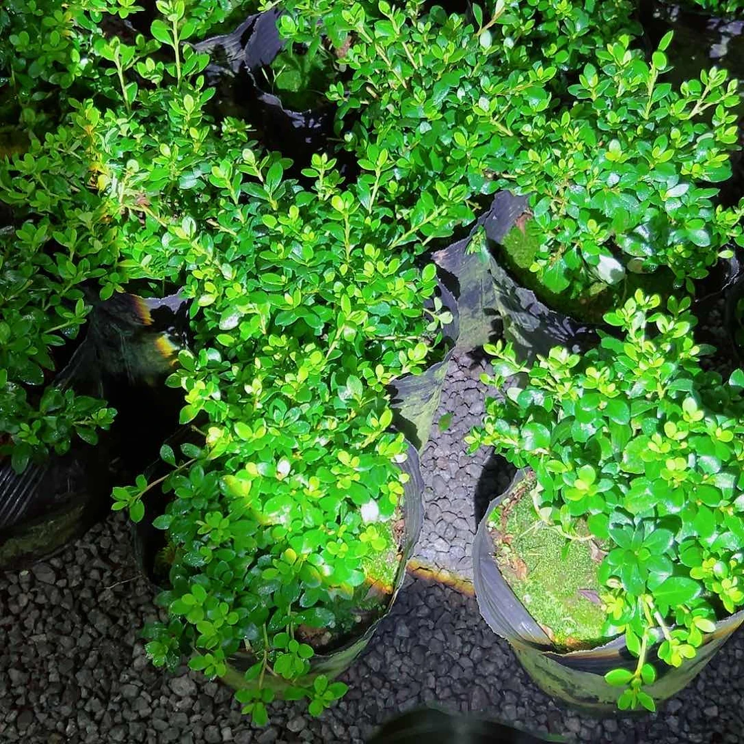 无花朵盆景皋月杜鹃绢之舞