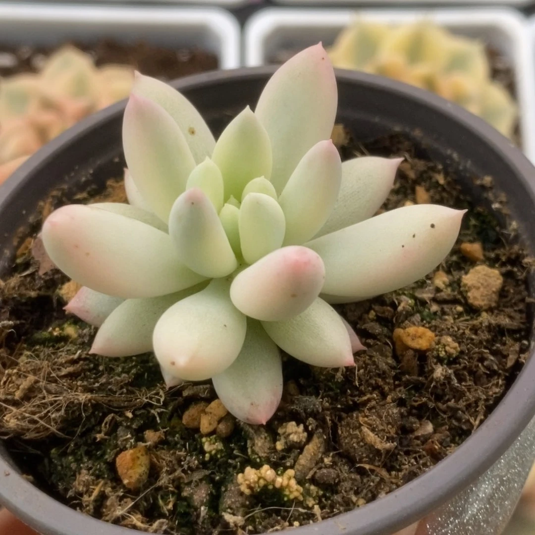 739红蜻蜓锦锦锦锦锦锦锦