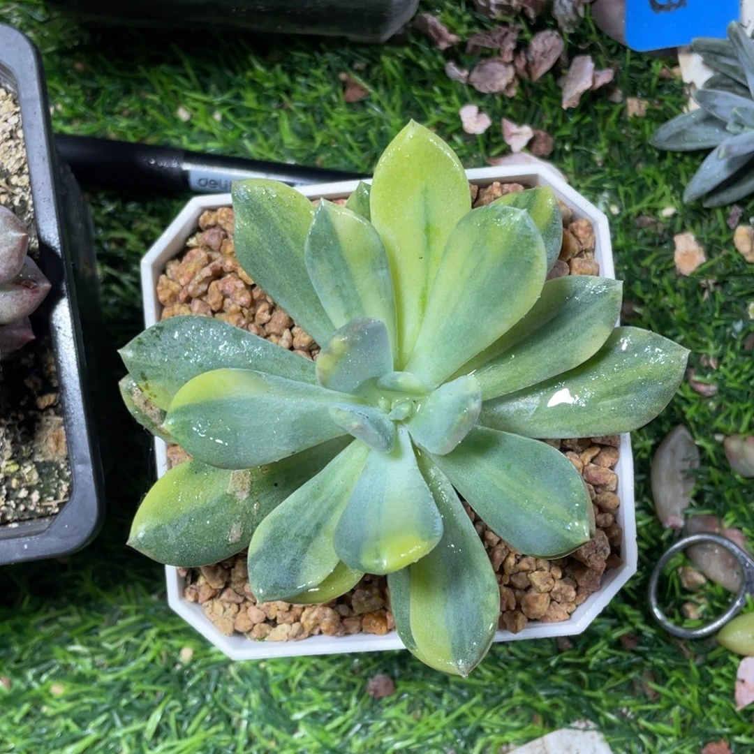 谁***堡灰姑娘锦多肉植物