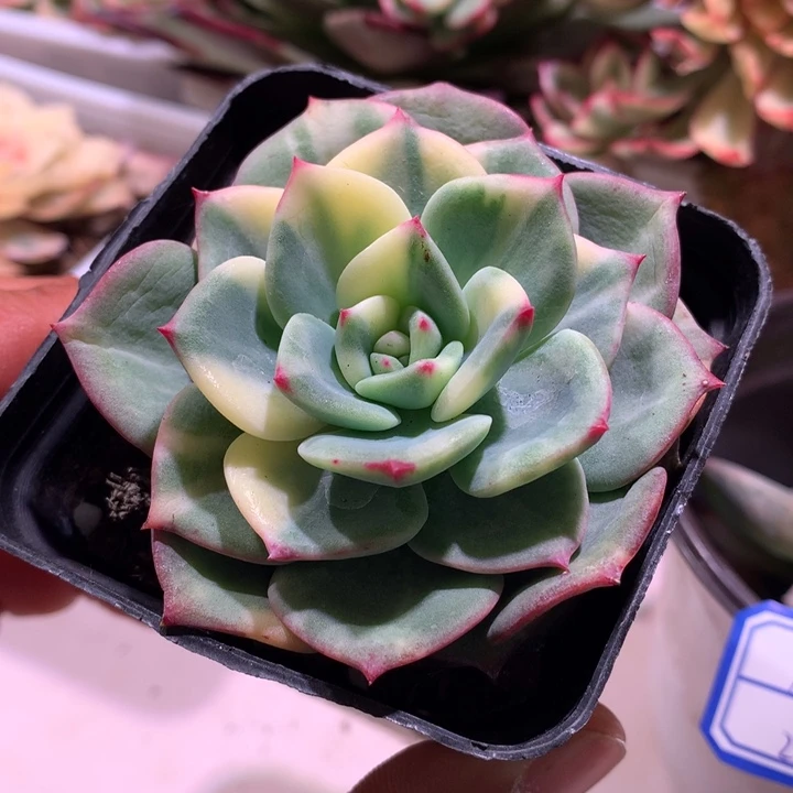 三文鱼拉丝锦锦锦