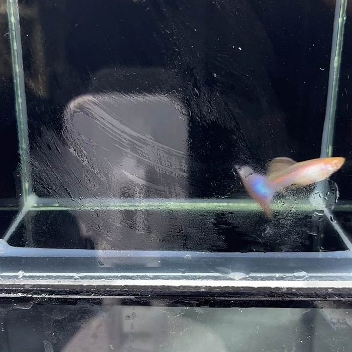 孔雀鱼幻彩滋味一对