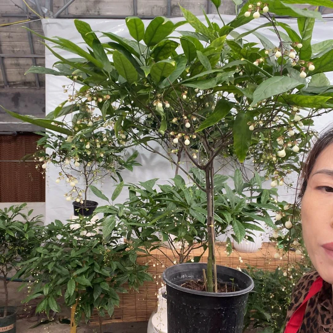 无花朵垂丝茉莉大颗一盆