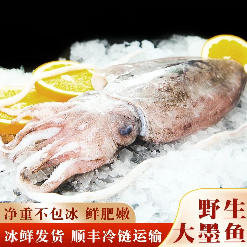 干板墨鱼鲜活冷冻海鲜水产速冻目鱼东海海捕乌贼八爪鱼