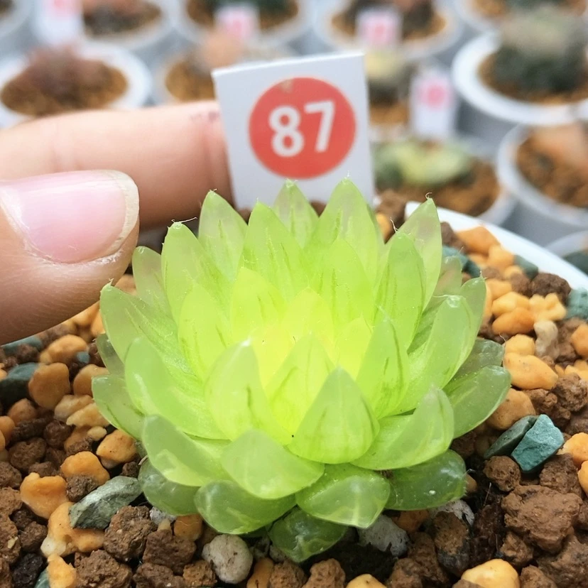 【闪购商品】87冰晶