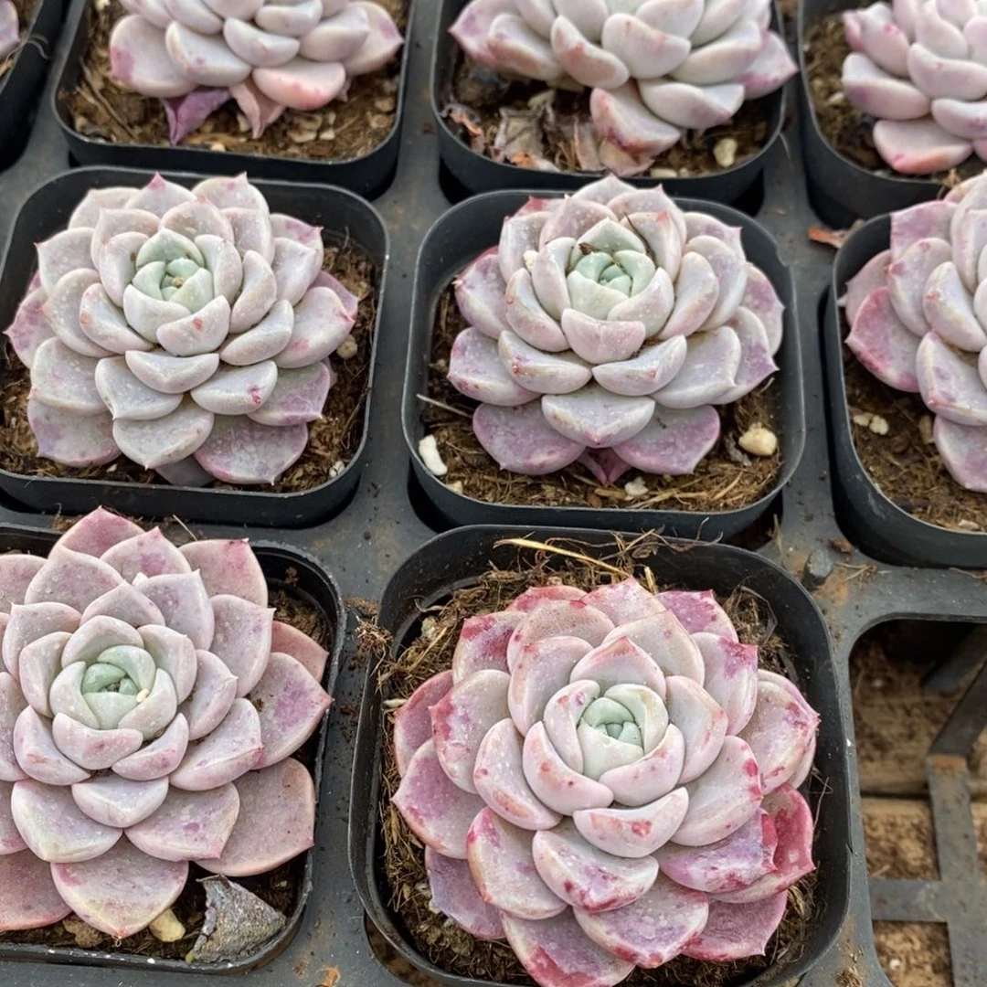 102。小鹿斑比。单头。