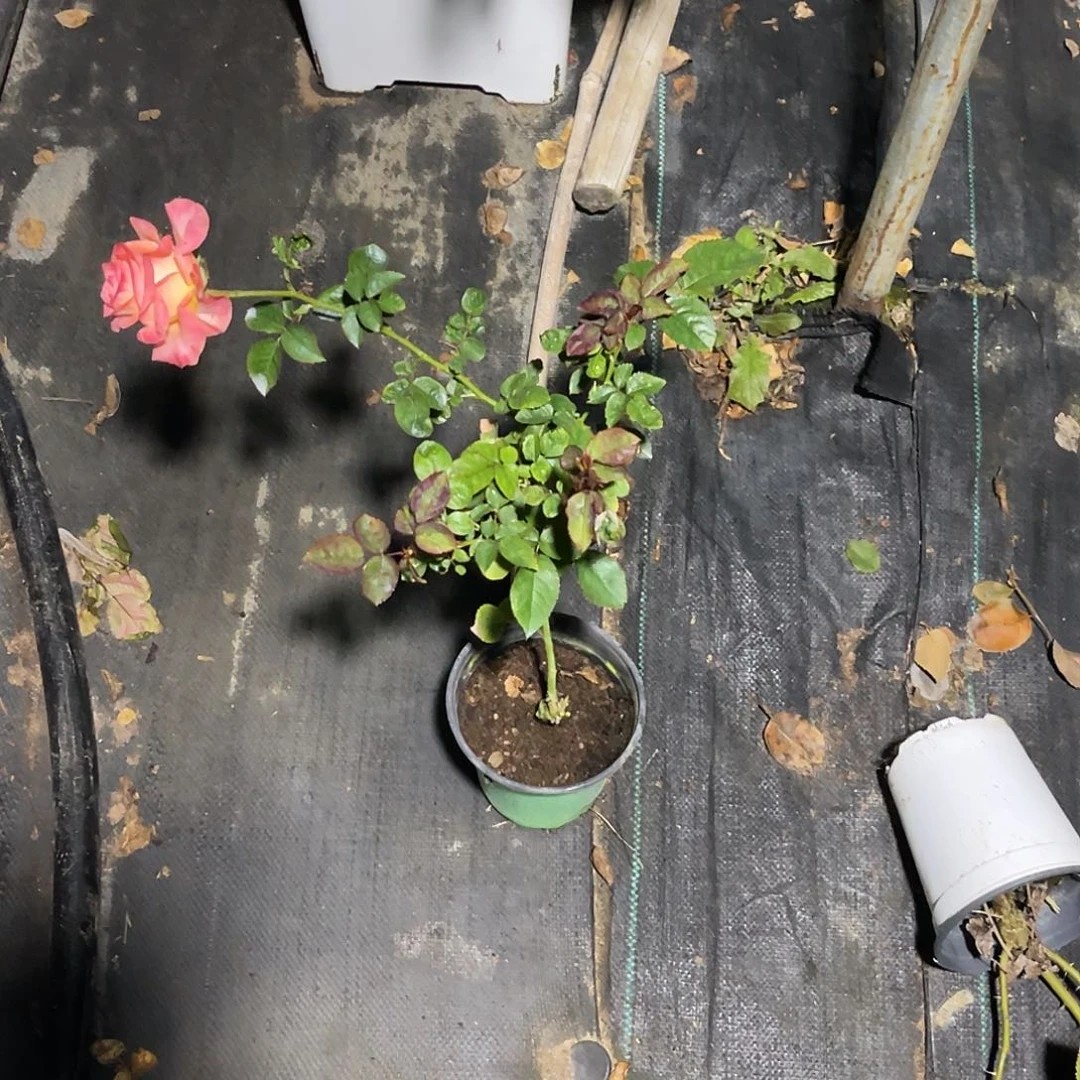 杜***特无花朵——-不知名 9595