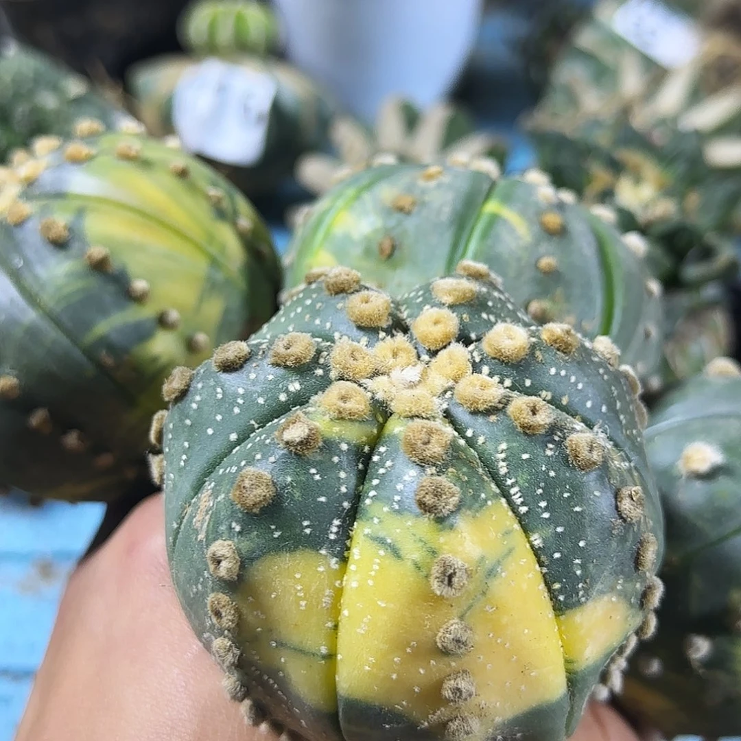 海***儿四个兜锦731仙人球开花