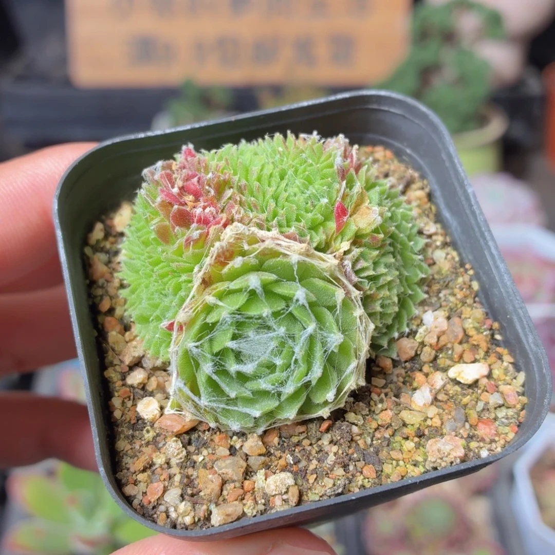 蛛丝卷卷缀化多肉9.9包邮发货
