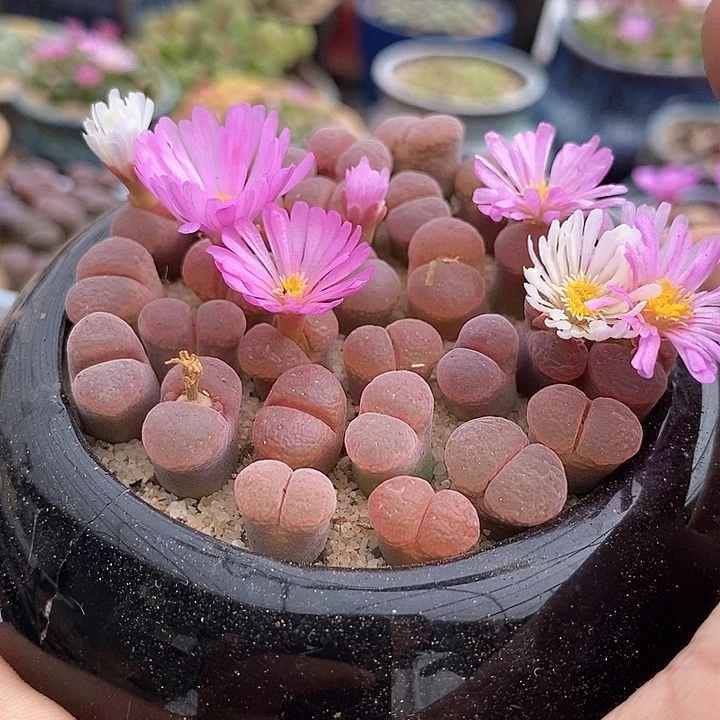 帕法德风铃一颗