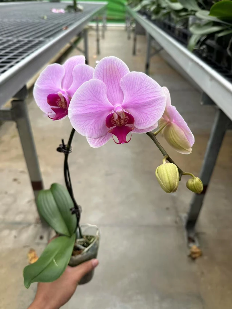 【只发新疆 新疆包邮】单梗牛记甜心蝴蝶兰，单颗带瑕疵有消苞