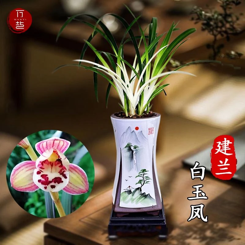 【高品】兰花建兰白玉凤高端瓷白艺好养室内花卉绿植盆栽夏秋开花