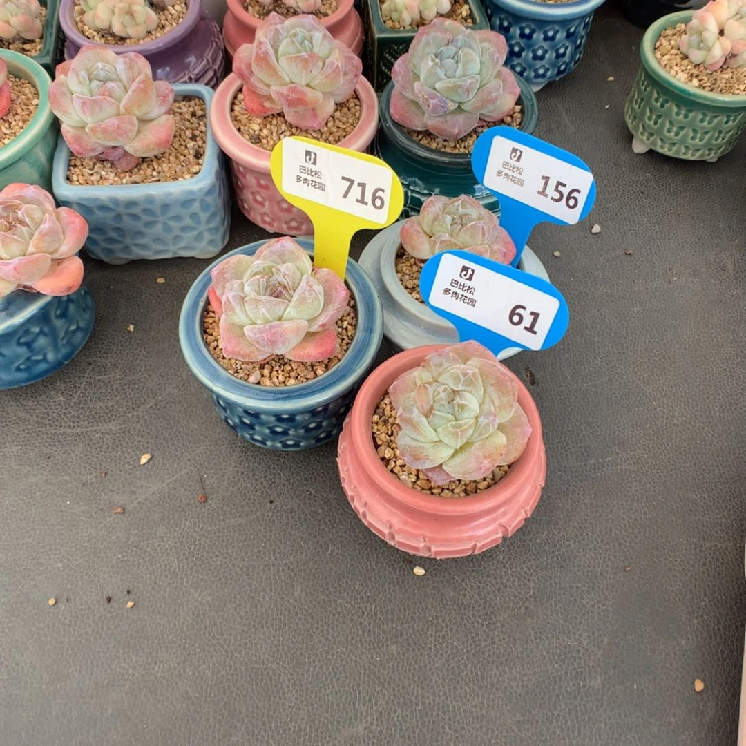 菓***甜156-716-61 冰玉石化多肉