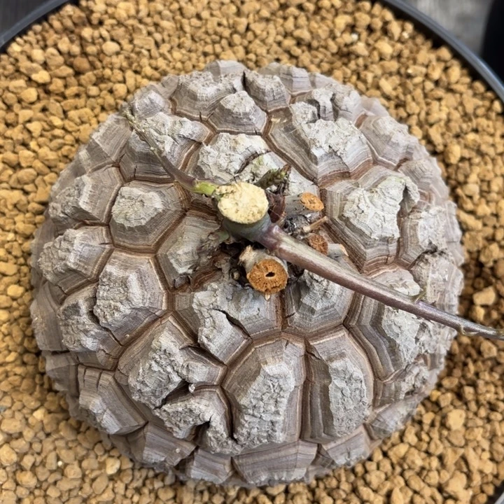 龟甲龙带盆包邮不退不换16.3公分