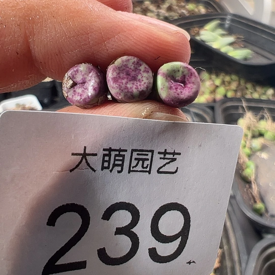 一物一拍。     紫红嘴。  239
