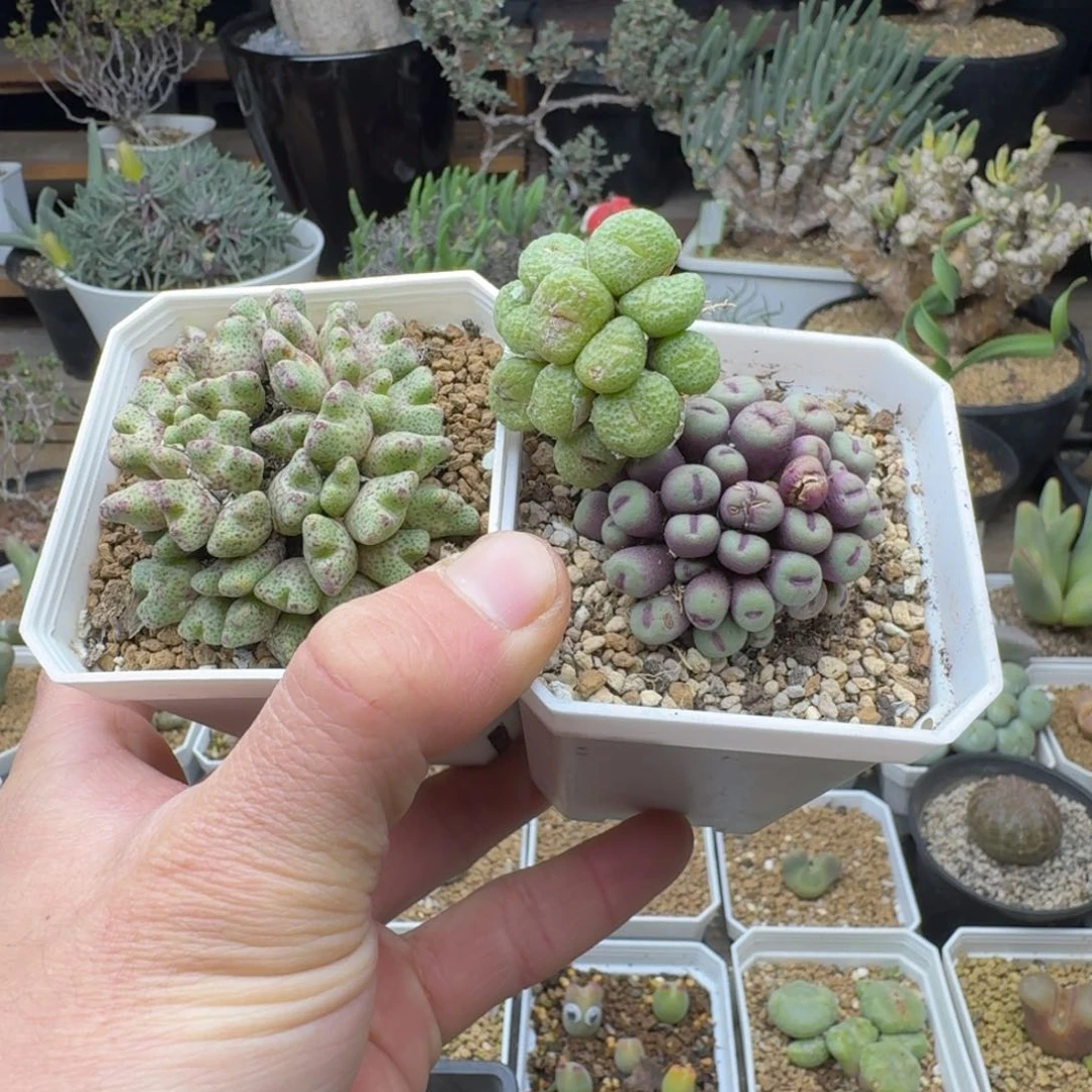 用****4三个多肉。