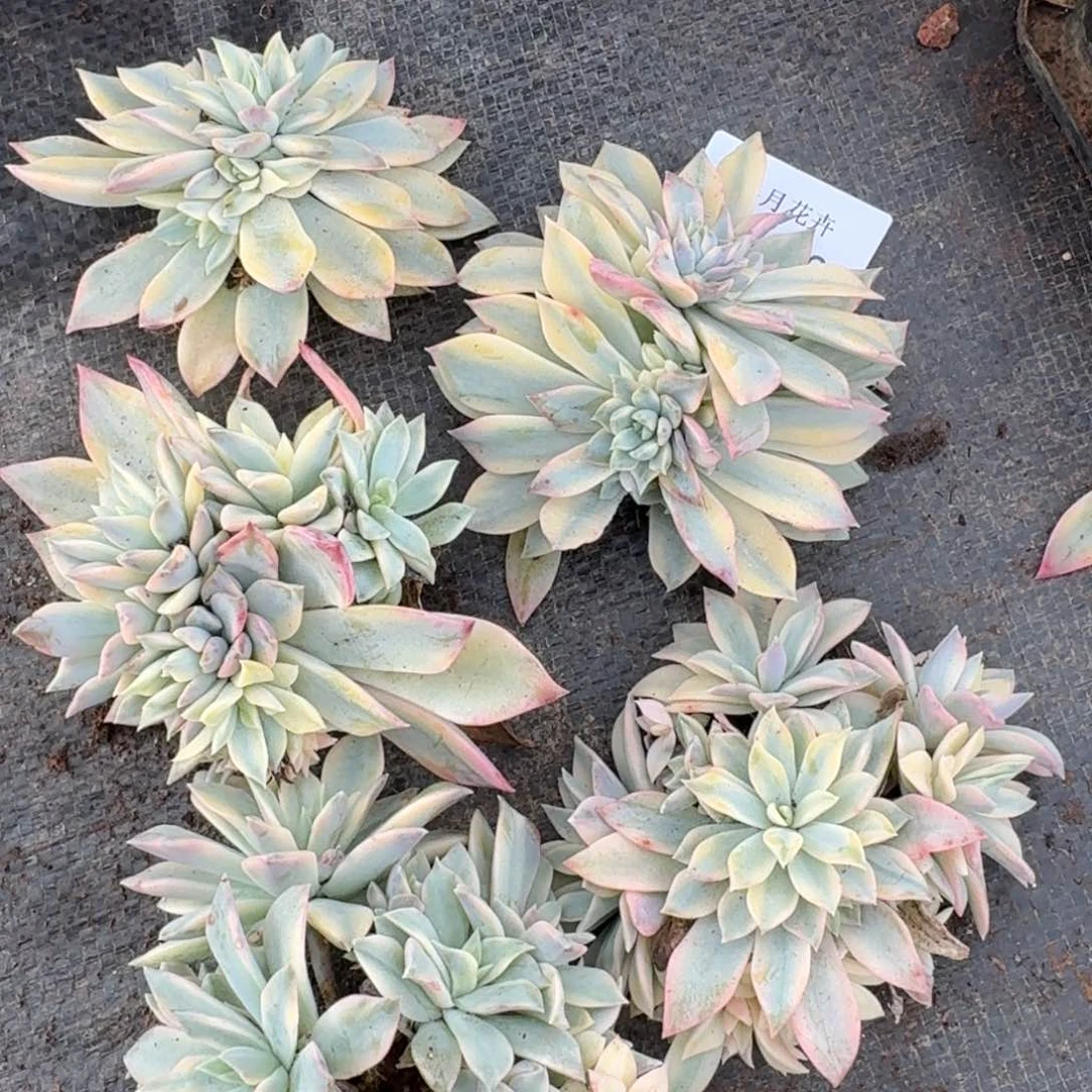 pulchella 锦一颗量拍25-30