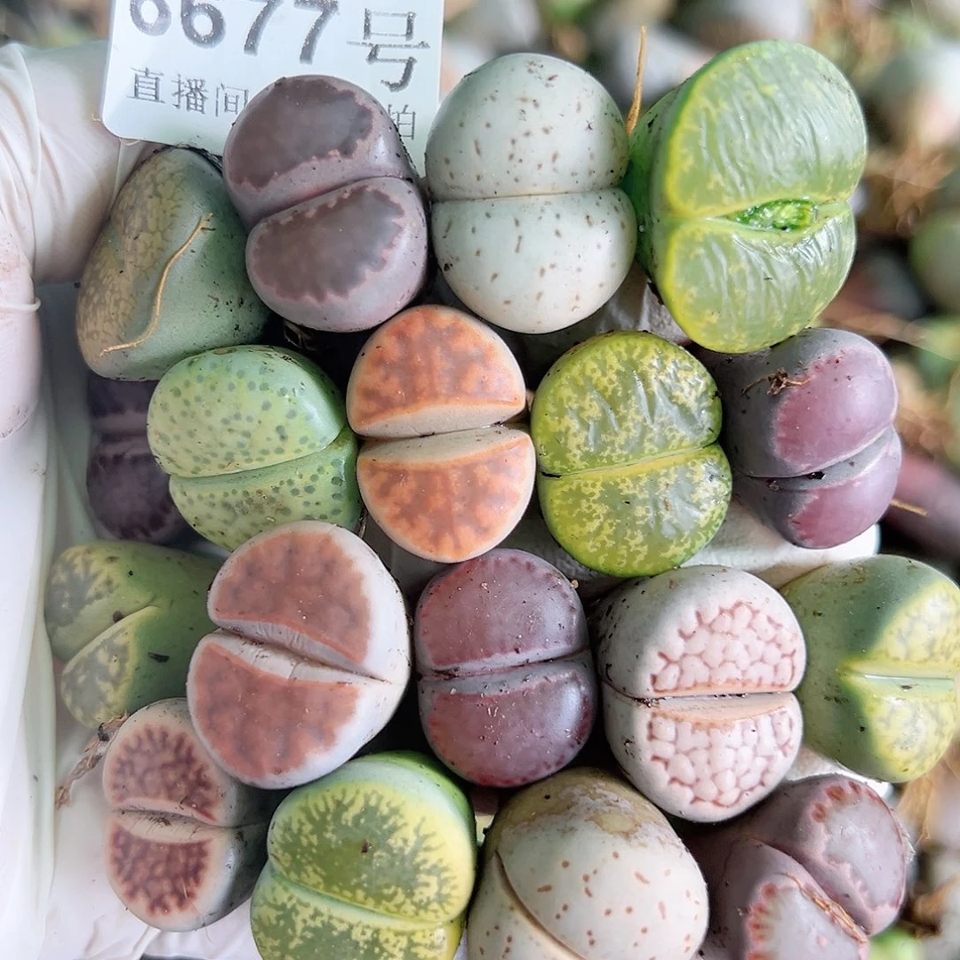 8677 好养易活生石花大母本18个